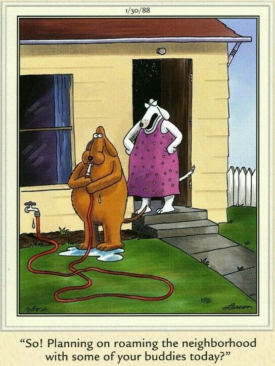 Comics with Humor The Far Side 16