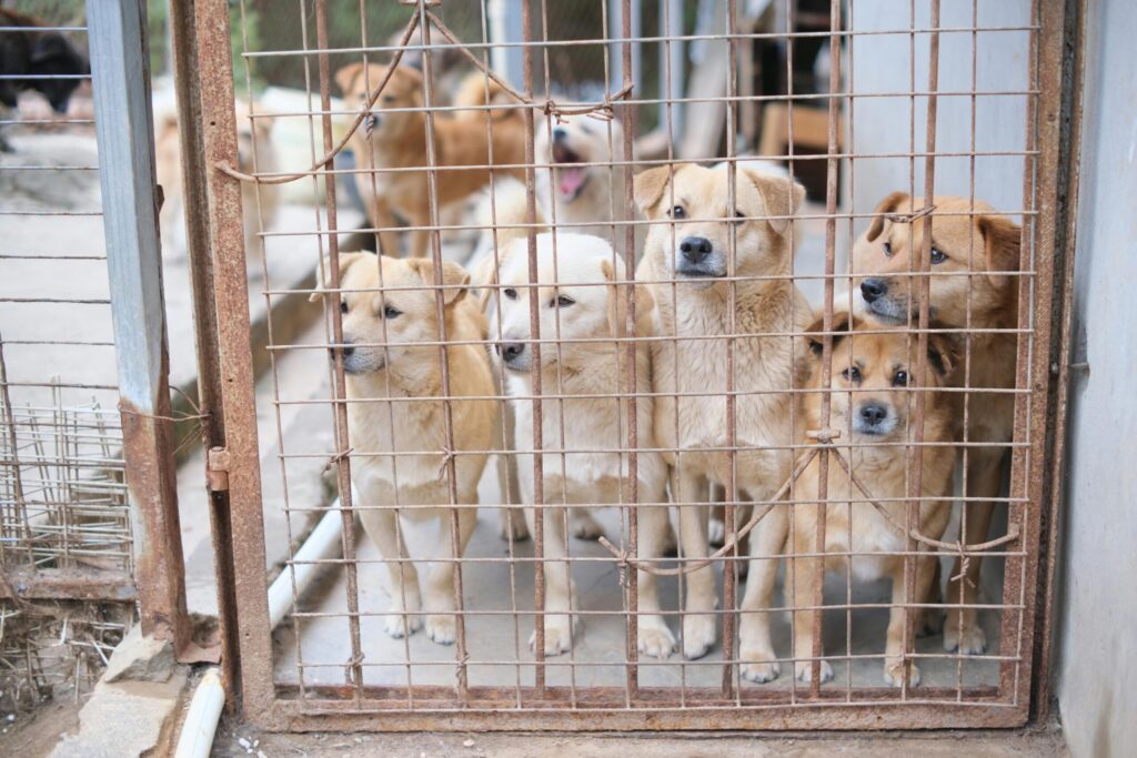 I Adopted the Oldest Dog in the Shelter – She Had 30 Days Left and I Made Every Second Count 1 1