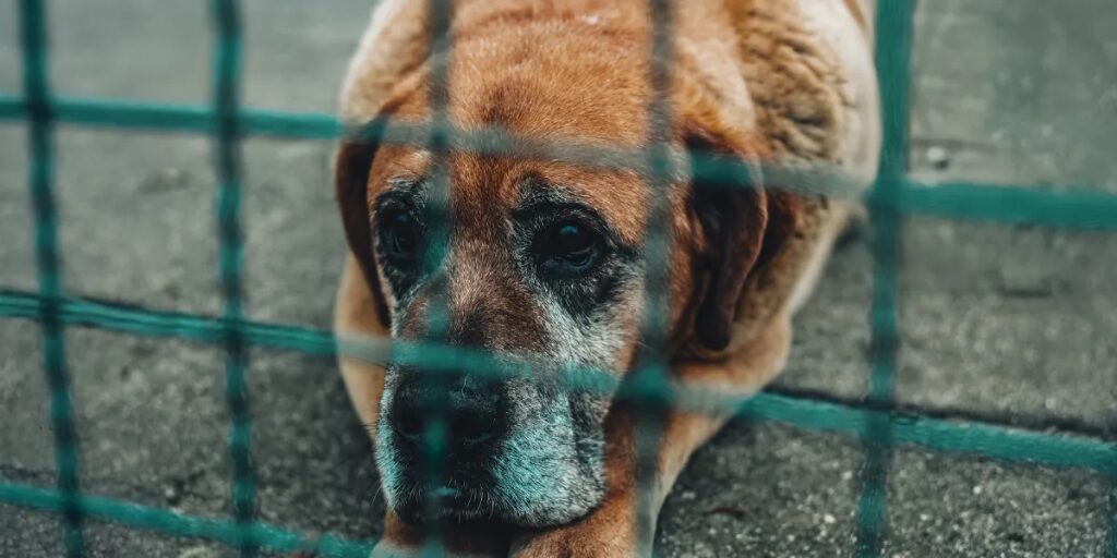 I Adopted the Oldest Dog in the Shelter – She Had 30 Days Left and I Made Every Second Count 1