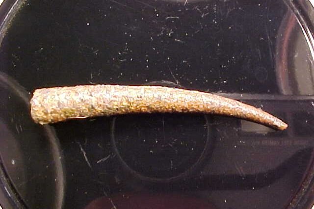 When Childhood Memories Turn Uneasy: The Curious Case of Trumpet Worm Nests - Strange 2025 4 When Childhood Memories Turn Uneasy: The Curious Case of Trumpet Worm Nests - Strange 2025