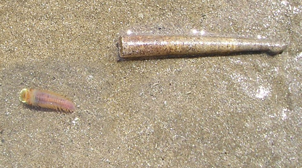 When Childhood Memories Turn Uneasy: The Curious Case of Trumpet Worm Nests - Strange 2025 3 When Childhood Memories Turn Uneasy: The Curious Case of Trumpet Worm Nests - Strange 2025