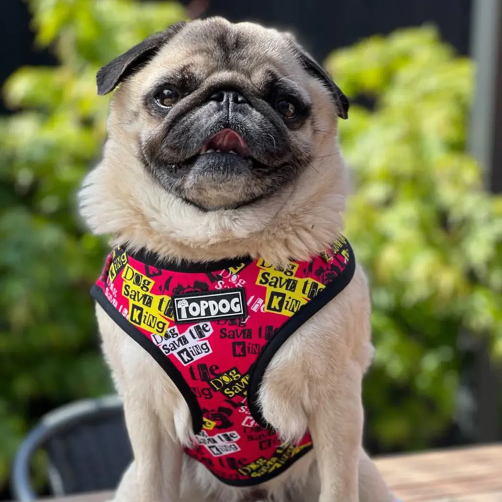 “Living Under a Bridge, I Found Hope in the Warmth of My Dog” - 2025 4 hope