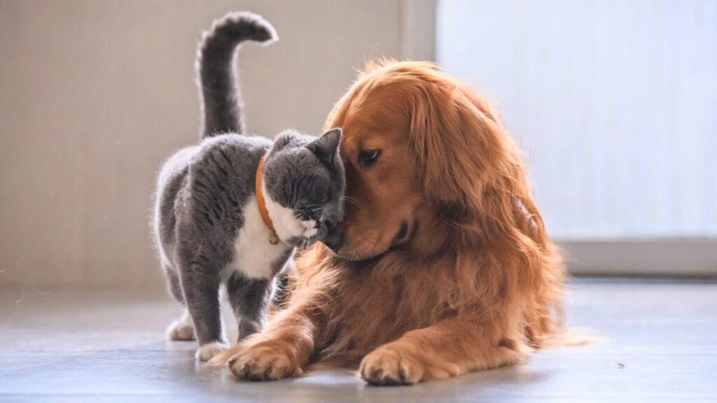 Heartwarming Yet Heartbreaking: Dog Falls in Love With Cat and Watches Her Leave Every Day Through the Window - 2025 5 Heartwarming Yet Heartbreaking: Dog Falls in Love With Cat and Watches Her Leave Every Day Through the Window - 2025