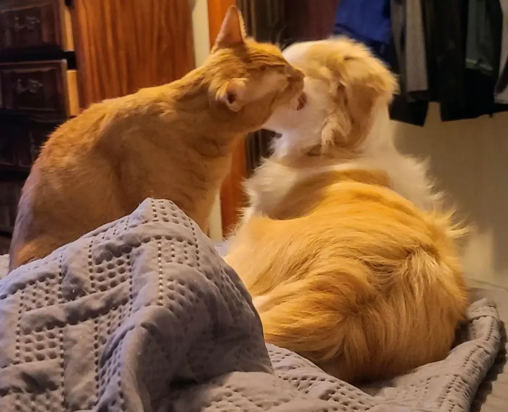 Heartwarming Yet Heartbreaking: Dog Falls in Love With Cat and Watches Her Leave Every Day Through the Window - 2025 4 Heartwarming Yet Heartbreaking: Dog Falls in Love With Cat and Watches Her Leave Every Day Through the Window - 2025