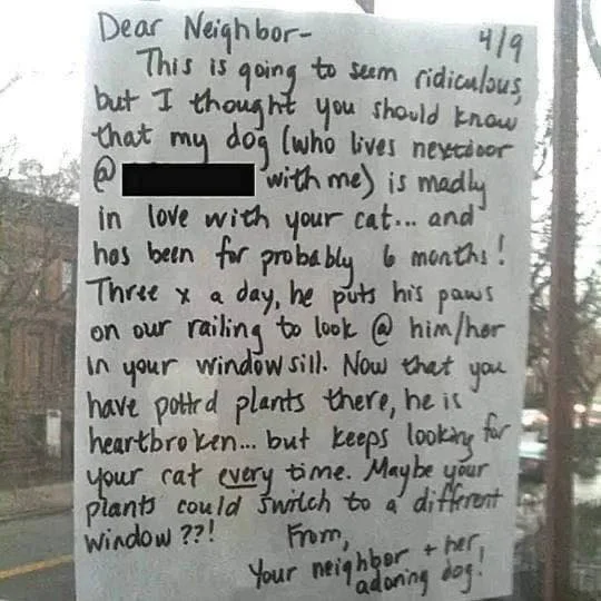 Heartwarming Yet Heartbreaking: Dog Falls in Love With Cat and Watches Her Leave Every Day Through the Window - 2025 2 Heartwarming Yet Heartbreaking: Dog Falls in Love With Cat and Watches Her Leave Every Day Through the Window - 2025