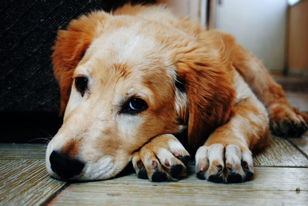 I Thought I Was Rescuing a Dog—What Happened at the Door Changed Everything - 2025 3 the dog dying process signs a dog is dying