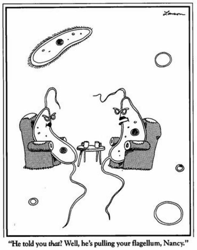 FS Comics: 20 Laugh-Inducing Comics That Everyone Will Love 7 The Far Side Dose 69